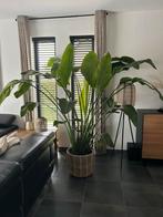 Grote Strelitzia, Huis en Inrichting, Kamerplanten, Ophalen, 200 cm of meer