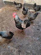 Toom Barnevelder zilver gezoomd, Dieren en Toebehoren, Pluimvee, Meerdere dieren, Kip