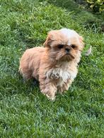 Shih Tzu pupies, Dieren en Toebehoren, Honden | Chihuahua's en Gezelschapshonden, België, Overige rassen, CDV (hondenziekte), 8 tot 15 weken
