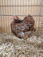 Cochin porselein kleur 2 hennen en haan, Dieren en Toebehoren, Pluimvee