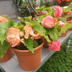 Begonia semperflorens, Tuin en Terras, Ophalen