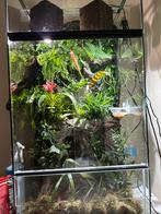 Terrarium volledig ingericht met wimper gecko’s, Dieren en Toebehoren, Reptielen en Amfibieën | Toebehoren, Zo goed als nieuw