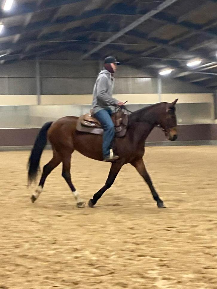 14 jarige merrie, Dieren en Toebehoren, Paarden, Merrie, Ontwormd
