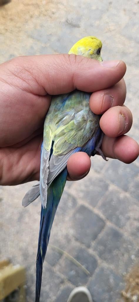 Regenboog grasparkiet pop, Bagué