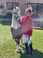 Ervaren en brave Welsh pony merrie, Poney B (1.17 m à 1.27 m), Poney de dressage, 11 ans ou plus, Avec pedigree
