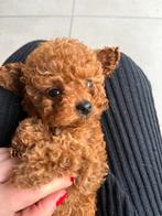 Toypoedel, Caniche, 8 à 15 semaines, Plusieurs, Éleveur | Loisir