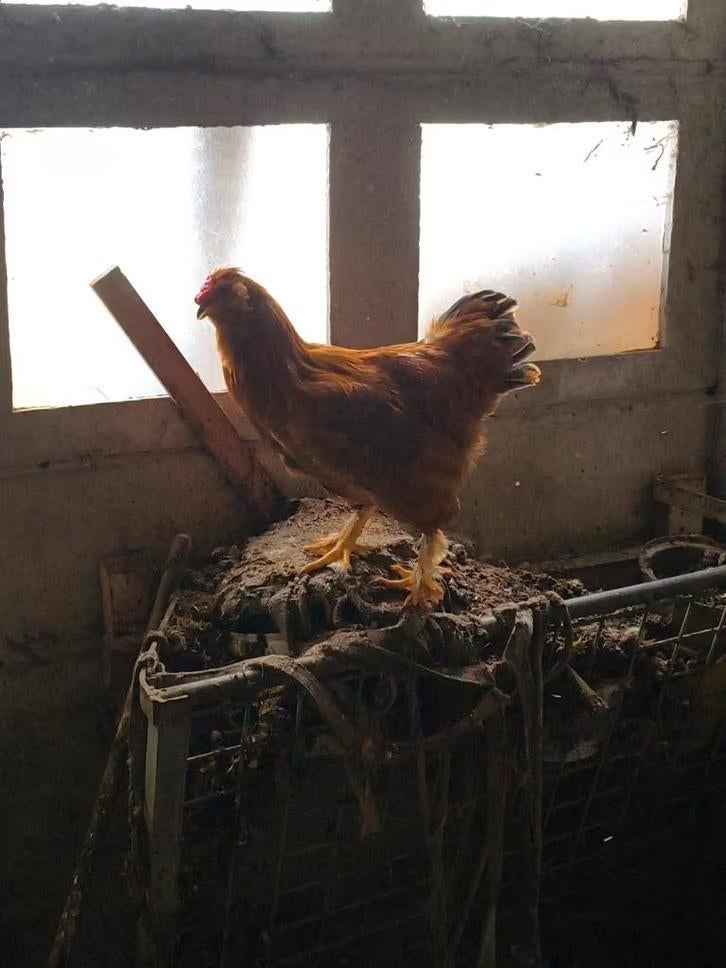 gratis jonge haan, Januari, Mannelijk