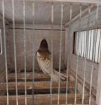 Botvink, Dieren en Toebehoren