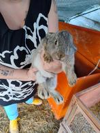 Konijnen, Dieren en Toebehoren, Konijnen, Vrouwelijk, Klein, 0 tot 2 jaar