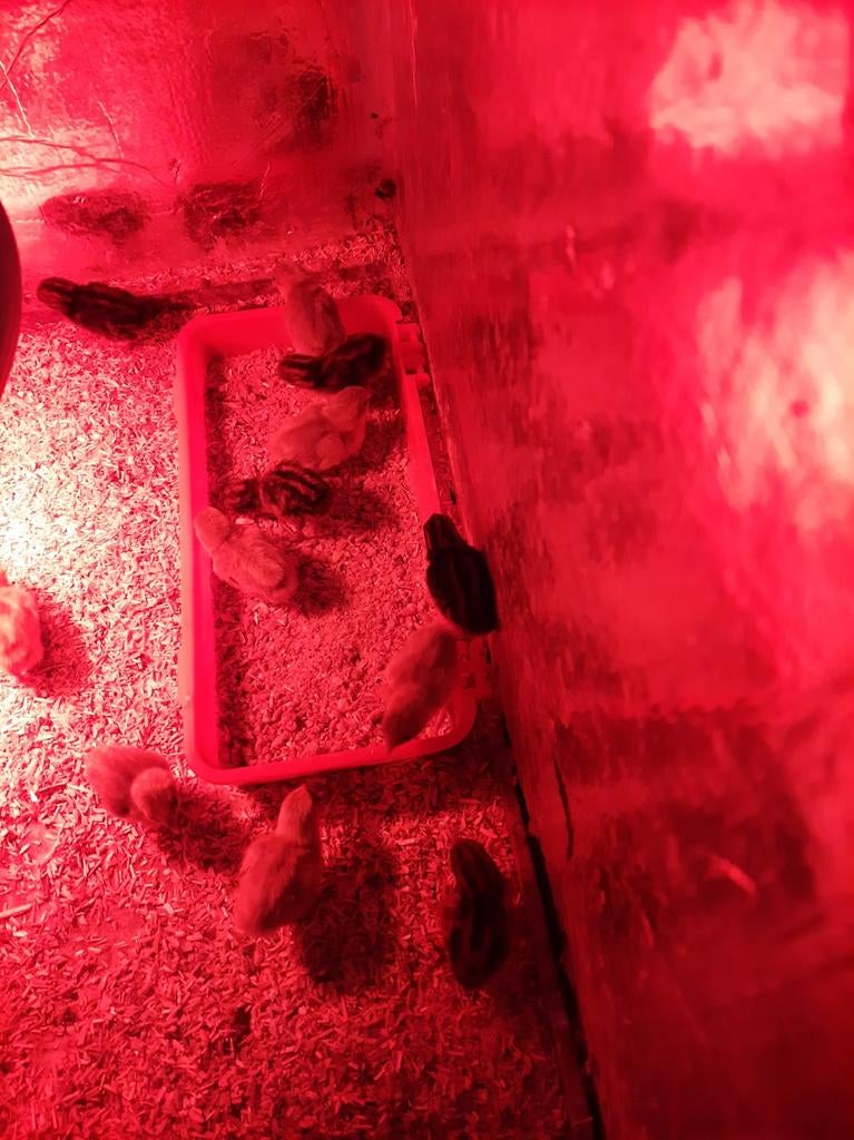 ik bied te koop aan wegens te veel donker hennen en  hannen, Ophalen