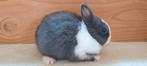Schattig dwergkonijntje, Dieren en Toebehoren, Konijnen, Vrouwelijk, Dwerg, 0 tot 2 jaar