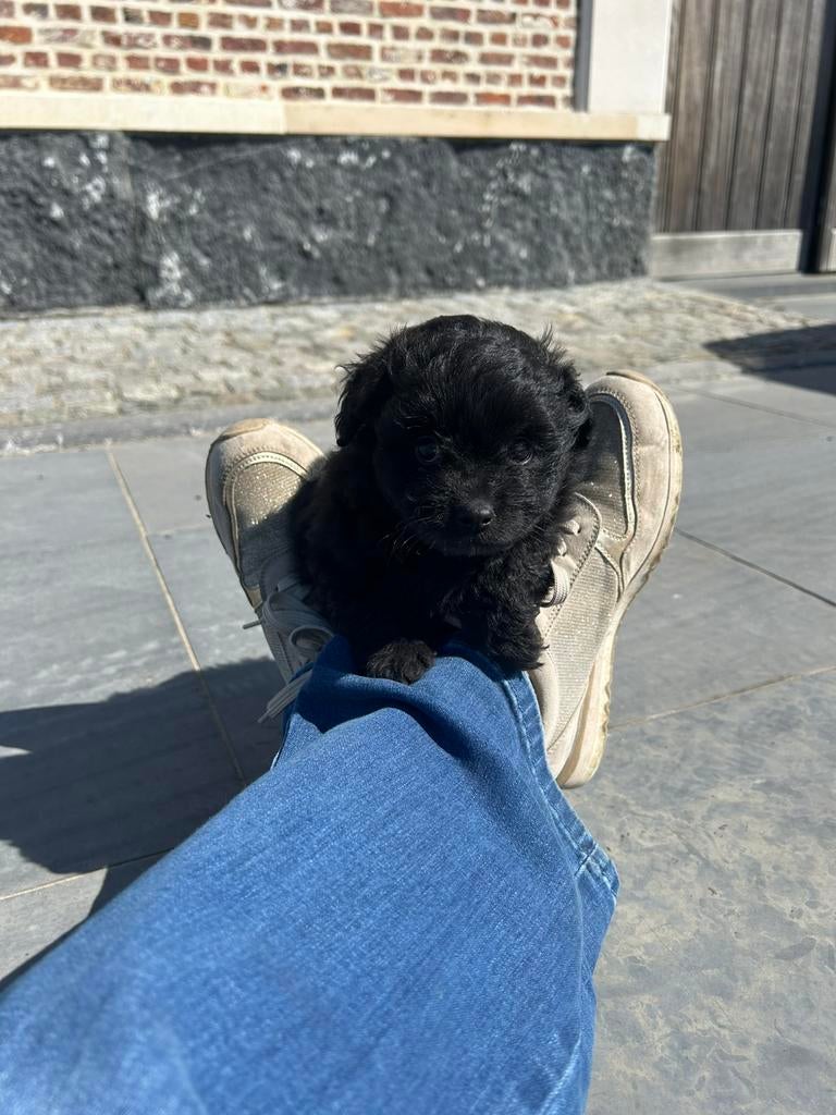 Pomapoo reu, Animaux & Accessoires, Chiens | Chihuahuas & Chiens de compagnie, Chien (mâle), Caniche, Belgique, Plusieurs