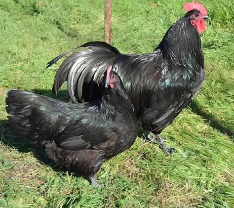 Kuikens australorp beschikbaar (verschillende kleuren)