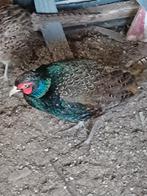 Fazant fazanten, Dieren en Toebehoren, Vogels | Overige Vogels, Mannelijk