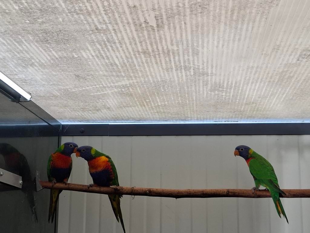 Lori Van De Blauwe Bergen, Animaux & Accessoires, Oiseaux | Perruches & Perroquets