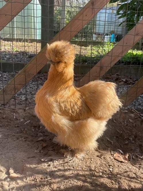 USA zijdehoen hennen, Dieren en Toebehoren, Vrouwelijk, Kip