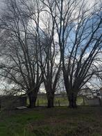 Knotwilgen te knotten voor hout, Ophalen