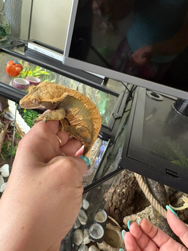 Wimpergekko, Ophalen, Zo goed als nieuw