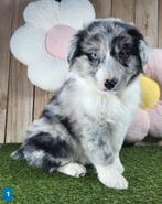 Australische herder pups / Aussi pup / Australian Shepherds, Dieren en Toebehoren, Parvo, België, 8 tot 15 weken, Meerdere