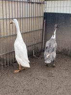 Broedeieren loopeenden wit/blauw, Dieren en Toebehoren, Pluimvee