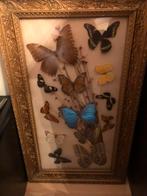 Kader met opgezette vlinders, Ophalen of Verzenden, Gebruikt