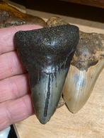 Magnifique mégalodon Carcharodon de Caroline du Sud 8 cm., Collections, Enlèvement ou Envoi, Fossile