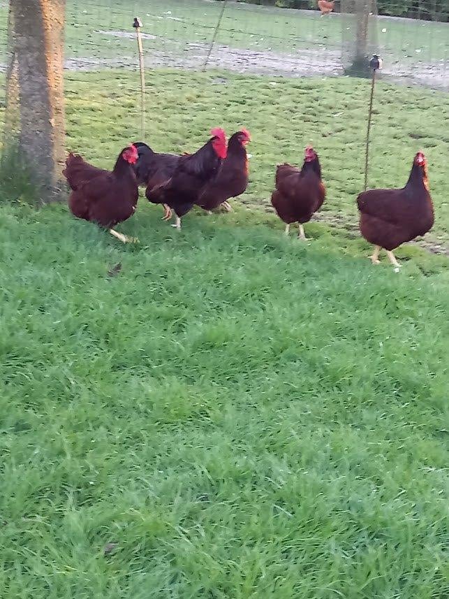 Poules et coq, Animaux & Accessoires, Enlèvement