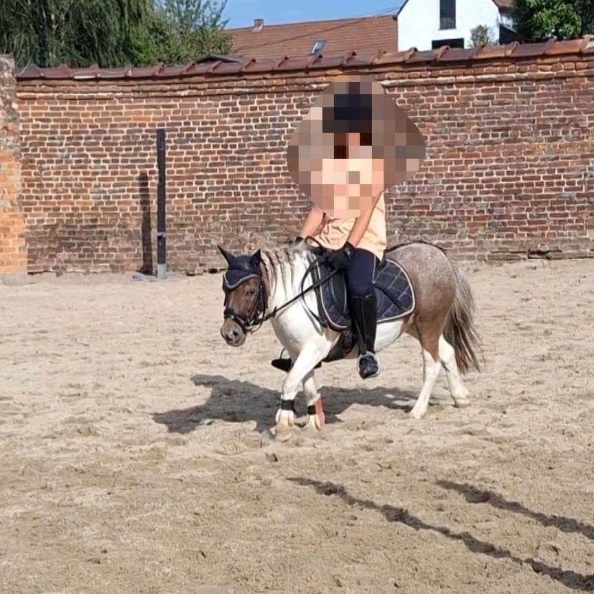 Gezocht: RUITER/ les aangeboden, Débourré, Poney de récréation, Vacciné, Poney A (jusqu'à 1.17 m)