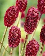 Sanguisorba Proud Mary, Ophalen, Halfschaduw