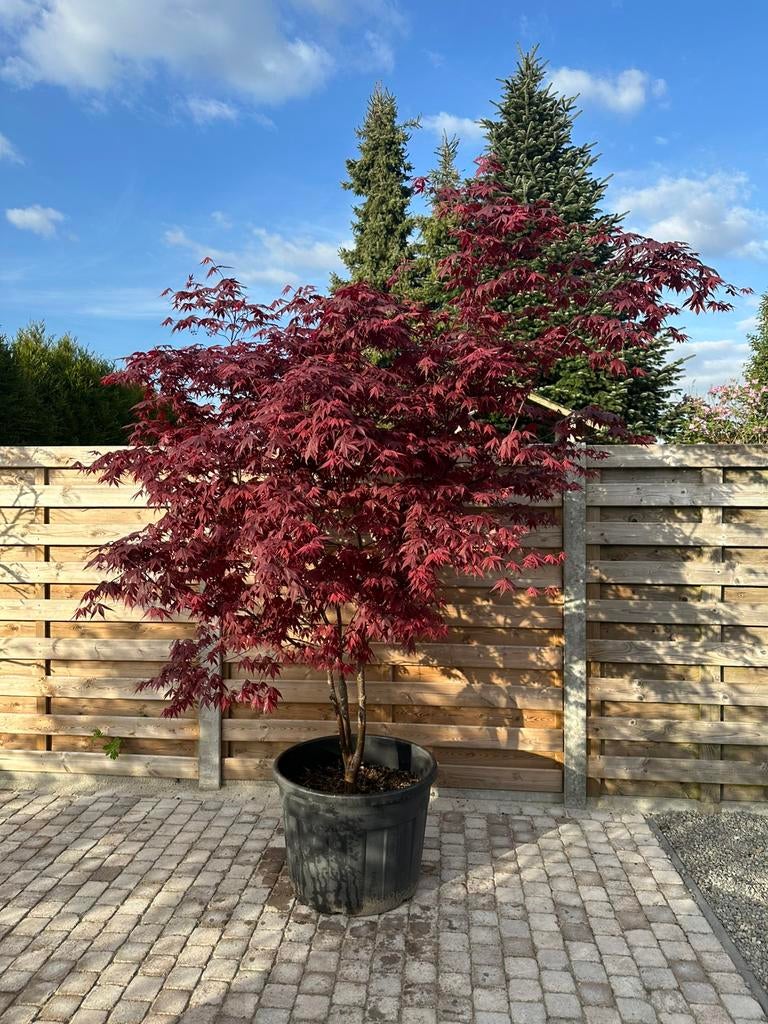 Grote japanse esdoorn, Tuin en Terras, Ophalen