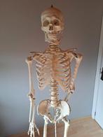 Anatomisch SKELET mens op staander, Ophalen, Zo goed als nieuw