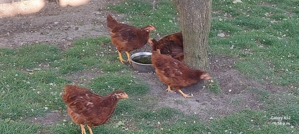 Rhode island red kippen, Dieren en Toebehoren, Pluimvee