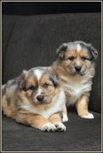 Prachtige kruising Herder pups, Dieren en Toebehoren, Honden | Niet-rashonden, Parvo, België, 8 tot 15 weken, Groot