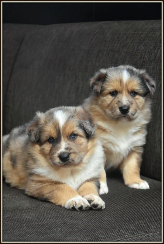 Prachtige kruising Herder pups, Animaux & Accessoires, Chiens | Sans pedigree, Grand, Plusieurs animaux, Éleveur | Professionnel