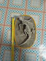 Psittacosaurus 25 cm dans une matrice., Collections, Enlèvement