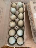 Broedeieren kleurleggers