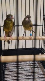 Raza Español 2 femelle 1 mal, Animaux & Accessoires, Oiseaux | Canaris, Femelle