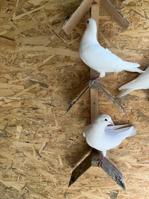 Witte duiven, Dieren en Toebehoren, Mannelijk