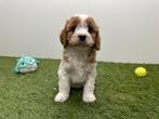 Nestje Cavapoo pups (F2), Parvo, België, 8 tot 15 weken, Meerdere
