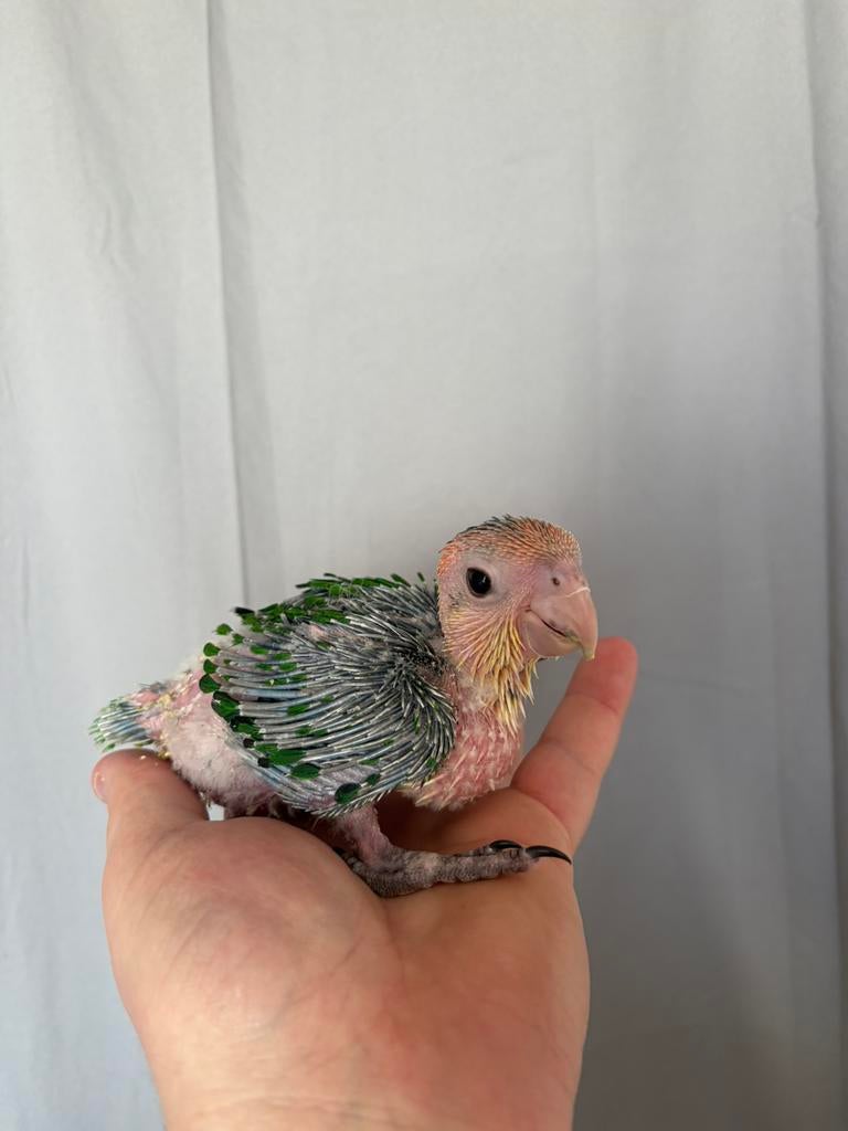 Peam Green Thigh Parrot, Vrouwelijk, Papegaai