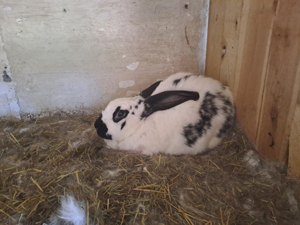 Reus konijn, Vrouwelijk, Groot, 3 tot 5 jaar