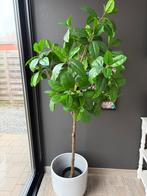 Valse plant zonder pot, Enlèvement