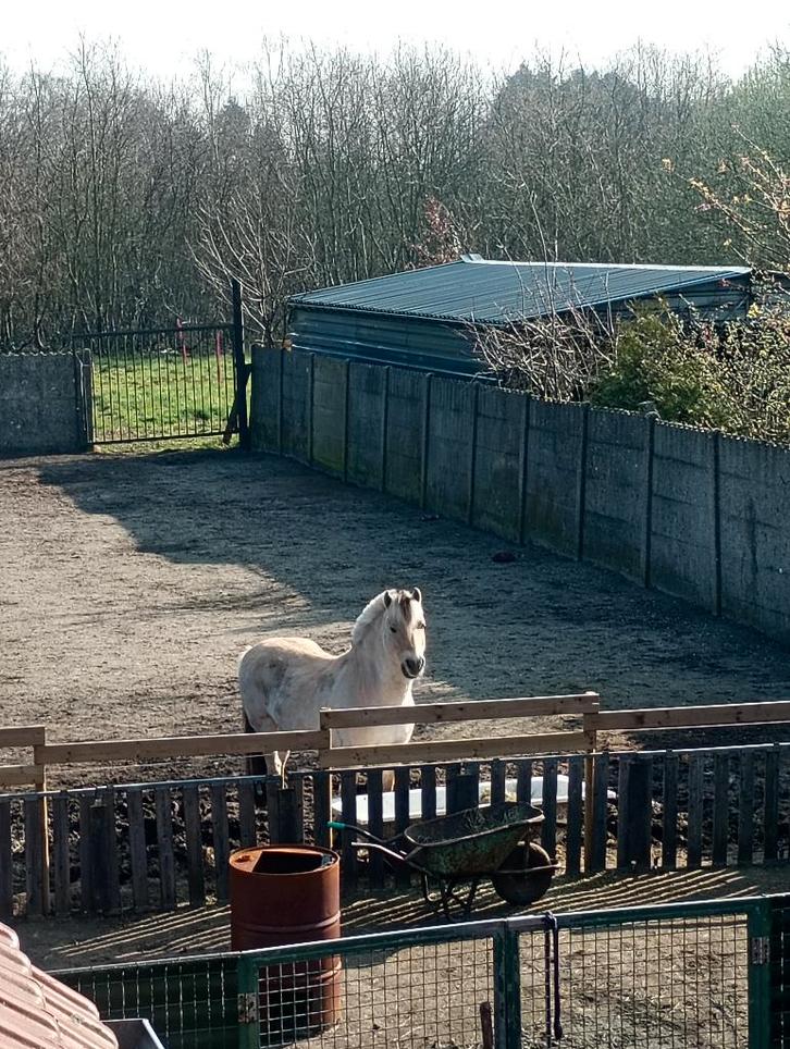 Plekje vrij privaat paddock, Dieren en Toebehoren, Stalling en Weidegang, 1 paard of pony