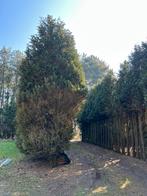 Gratis brandhout, 6 m³ ou plus, Enlèvement, Autres essences de bois