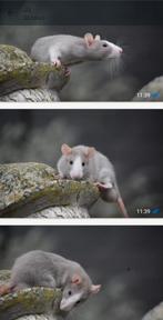 Rattery Knabbelhoek mannetjes zoeken een thuis., Dieren en Toebehoren, Rat, Maart, Meerdere dieren, Tam