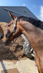 Brave merrie, Dieren en Toebehoren, Merrie, Met stamboom, 11 jaar of ouder