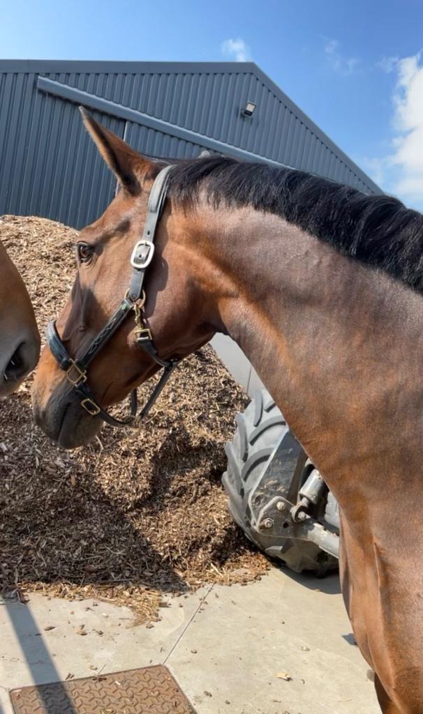 Brave merrie, Dieren en Toebehoren, Paarden, Merrie, 11 jaar of ouder, Met stamboom, Gechipt, Ontwormd