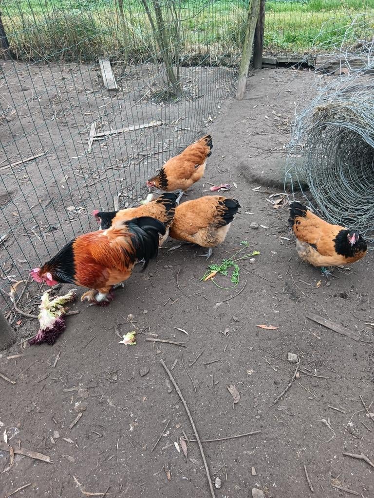 Broedeieren van Vorwerk kippen