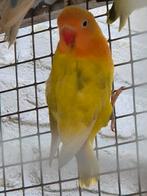 Mooie fischeri pastel man, Dieren en Toebehoren, Mannelijk, Dwergpapegaai of Agapornis, Geringd