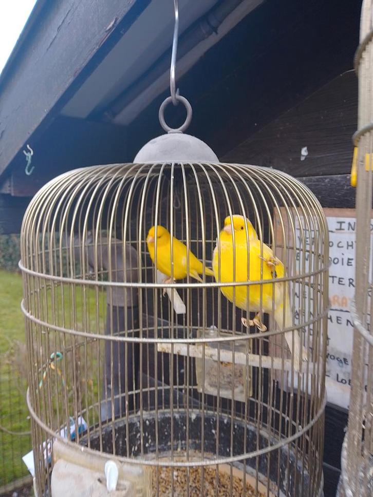 TRÈS BONS CANARIS CHANTEURS avec ou sans cage, Animaux & Accessoires, Oiseaux | Canaris, Canari chanteur, Plusieurs animaux